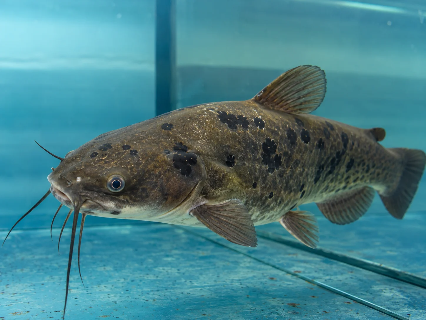 Pesce gatto nebuloso con macchie cutanee scure associate allo studio di una rara forma di melanoma trasmissibile